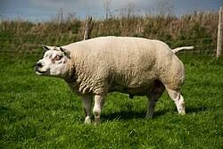 Texel Sheep